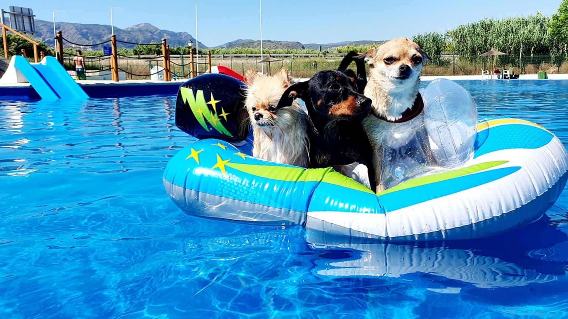 Piscina para perros Trust Resort